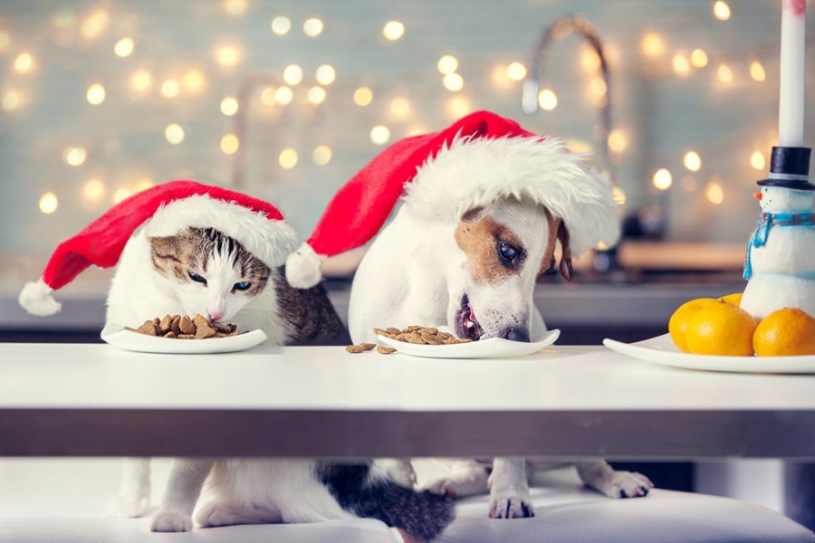 chien et chat portant un bonnet de noel savourant un bon repas de noel avec fond lumineux, rouvroy, arras, doaui, lens