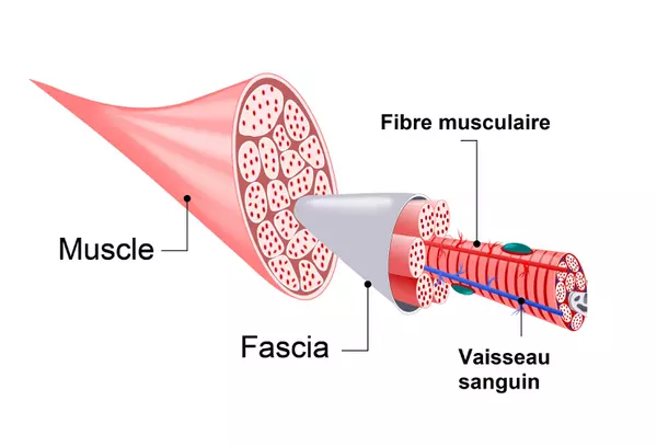 fascia, yoga, rouvroy, lens, arras, daouai, avion, hénin