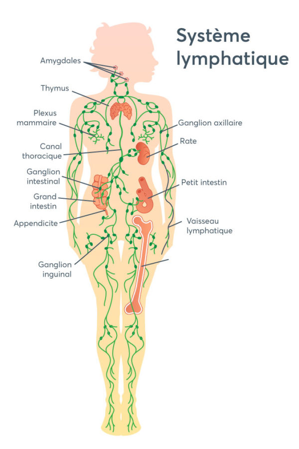 systeme lymphatique, rouvroy, douai, lens, yoga, gestes et postures, prap ibc