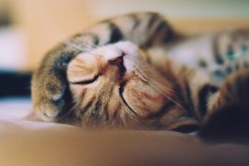 chat type bengal dormant sur le dos avec sa patte gauche sur son oreille et les 2 yeux fermés