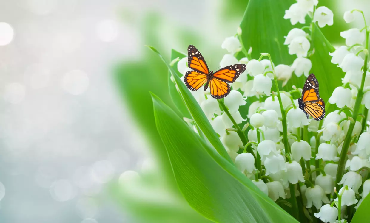 2 papiilons oranges et noirs avec des brins de muguet