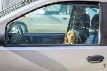 Petit chien assis dans une voiture fermée, vu à travers la vitre, illustrant les dangers de la chaleur pour les animaux.