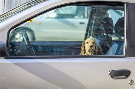 Petit chien assis dans une voiture fermée, vu à travers la vitre, illustrant les dangers de la chaleur pour les animaux.
