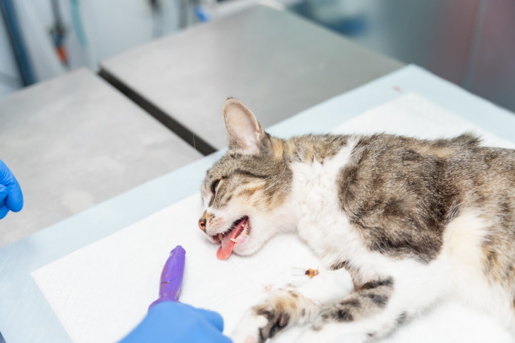 Chat pris en charge en clinique vétérinaire – premiers secours félins